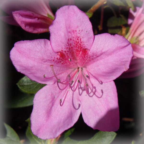 Rosa di Nena
